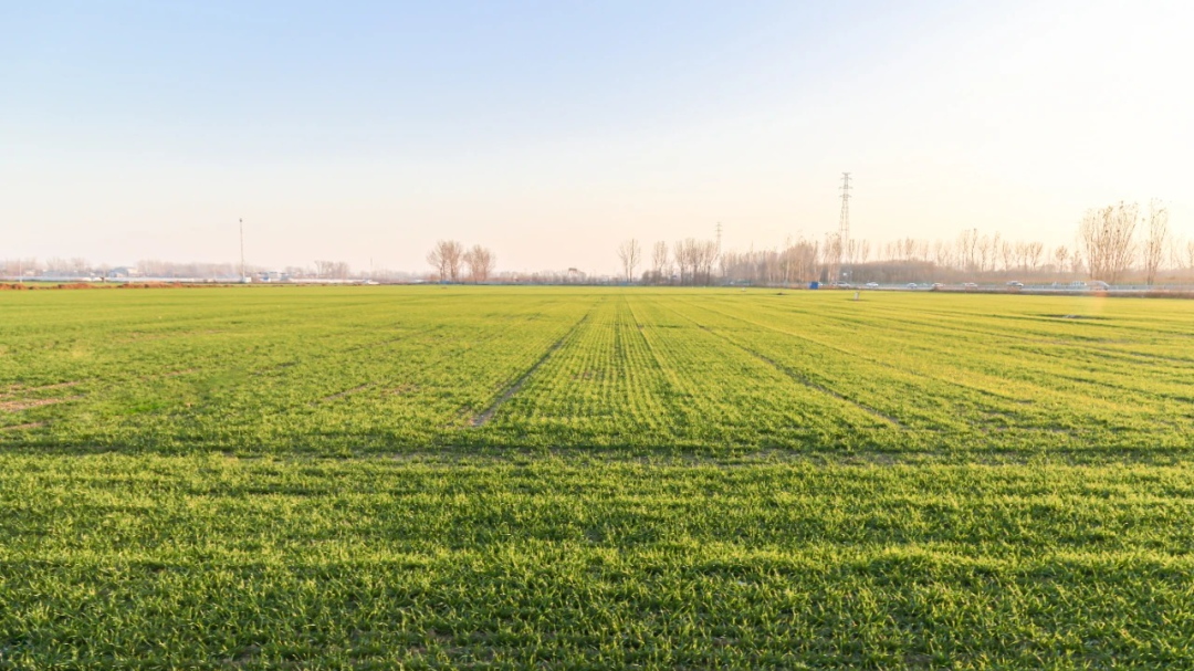 良乡镇3300余亩高标准农田绘就农业发展新图景