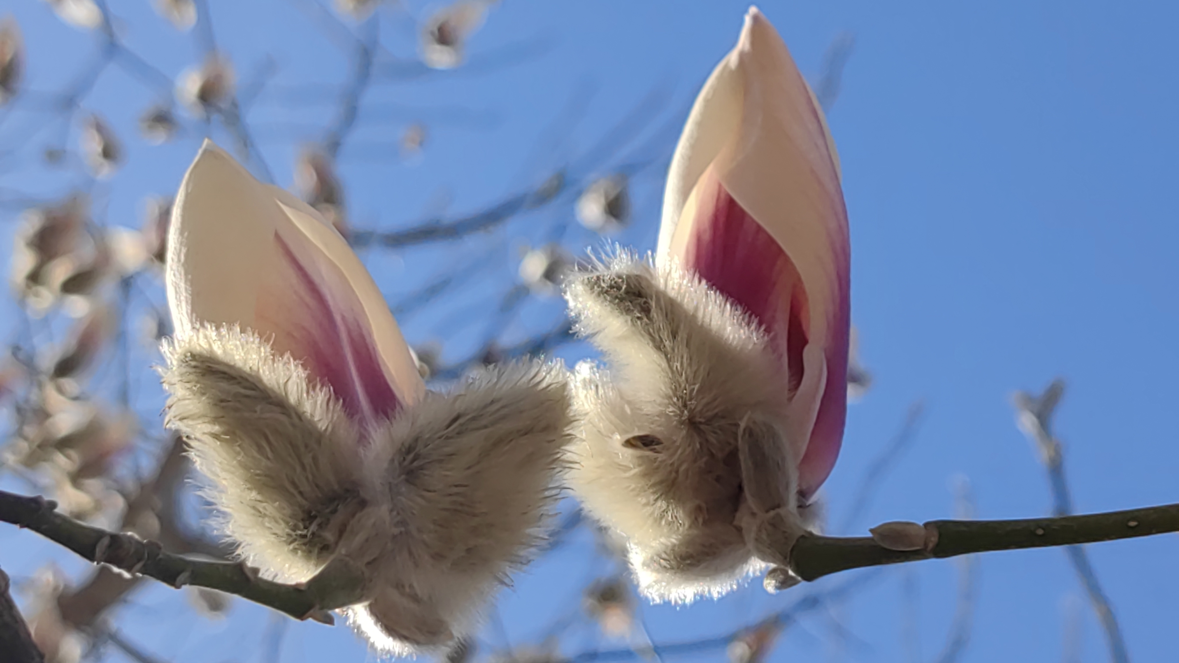 京城春色渐浓,北京雕塑公园5000株玉兰次第开放 京城春色渐浓,北京雕塑公园5000株玉兰次第开放