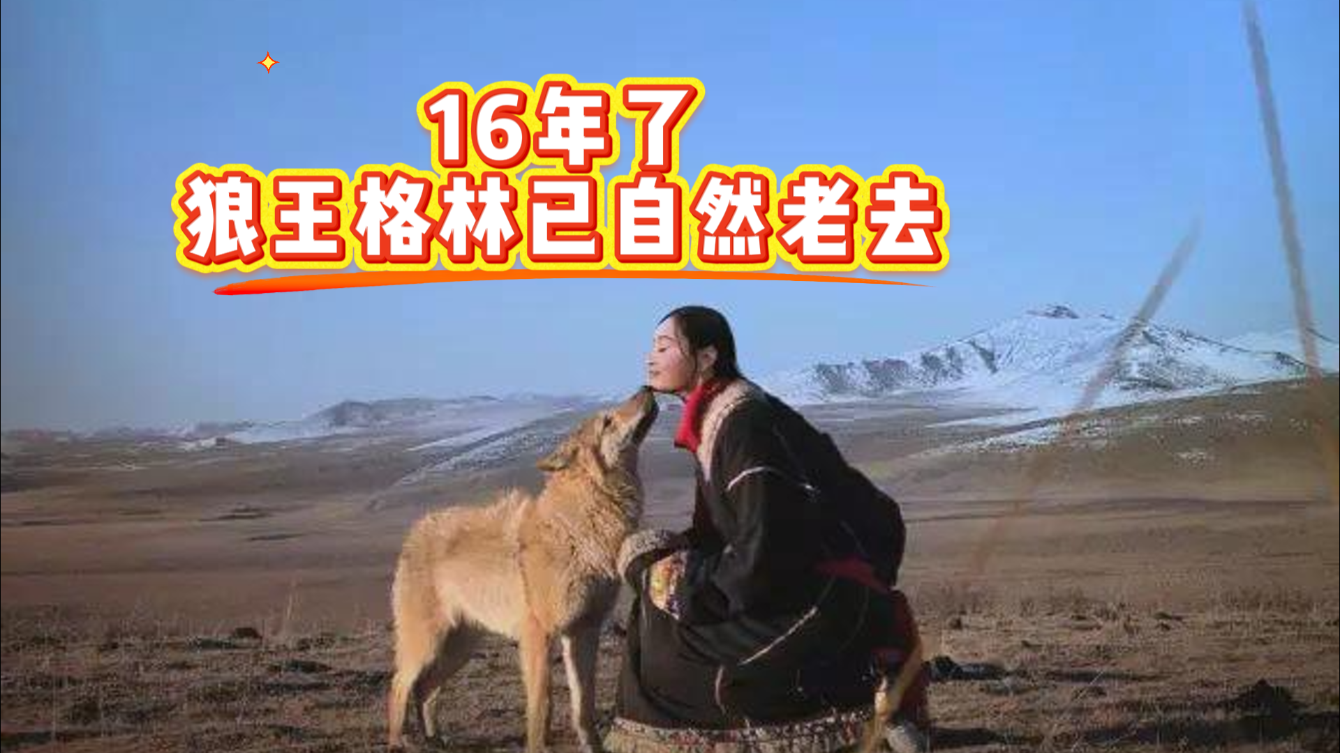 16年了,狼王格林已自然老去 16年了,狼王格林已自然老去