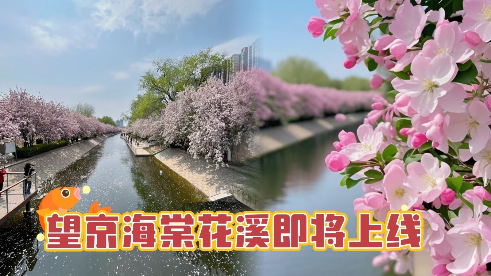 望京海棠花溪即将绽放！