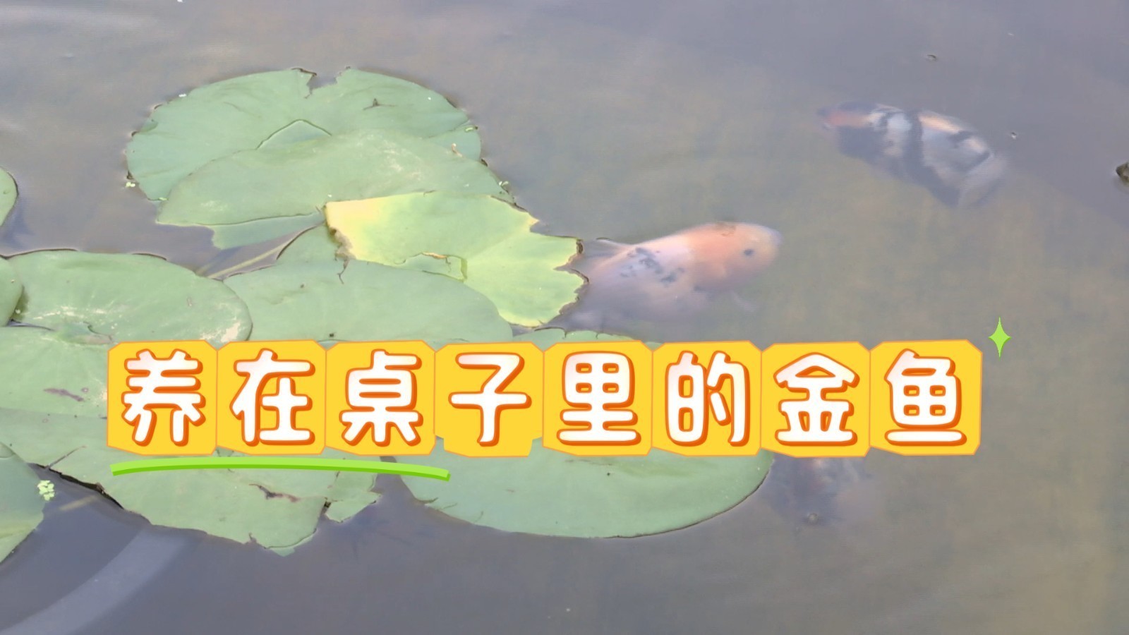 金鱼还能养在桌子里 恭王府2025年金鱼特展举办