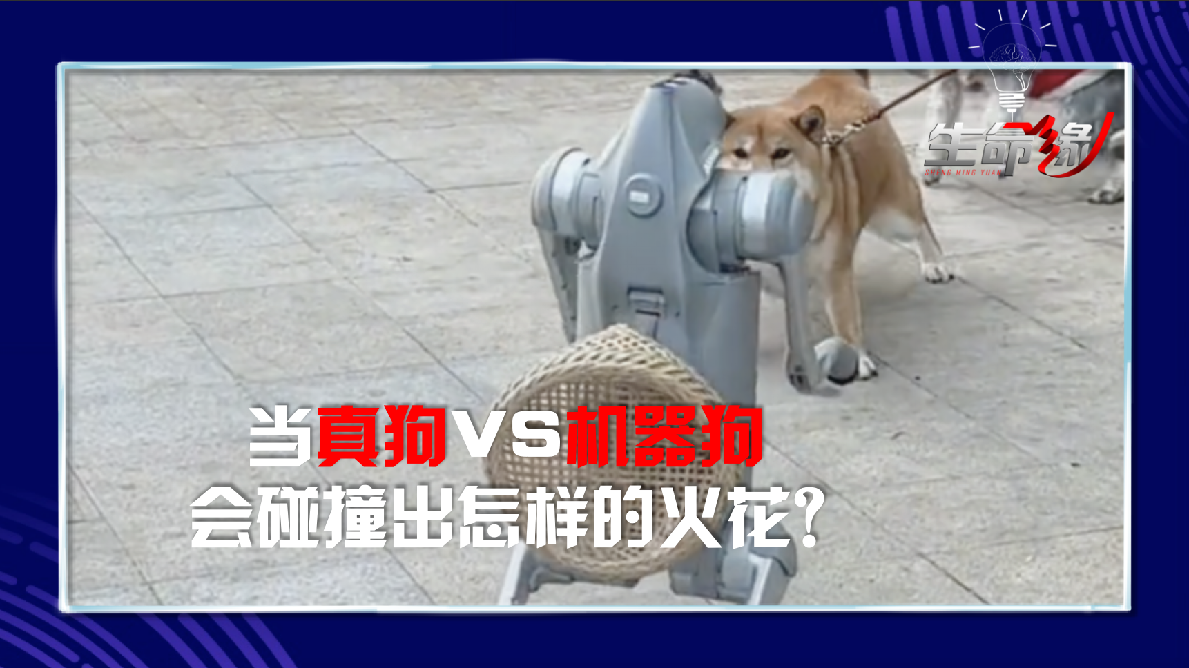 当真狗遇上机器狗，最后一个动作让人……