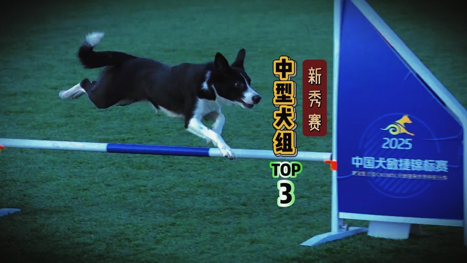 盘点赛事最快狗狗·新秀赛中型犬组TOP3