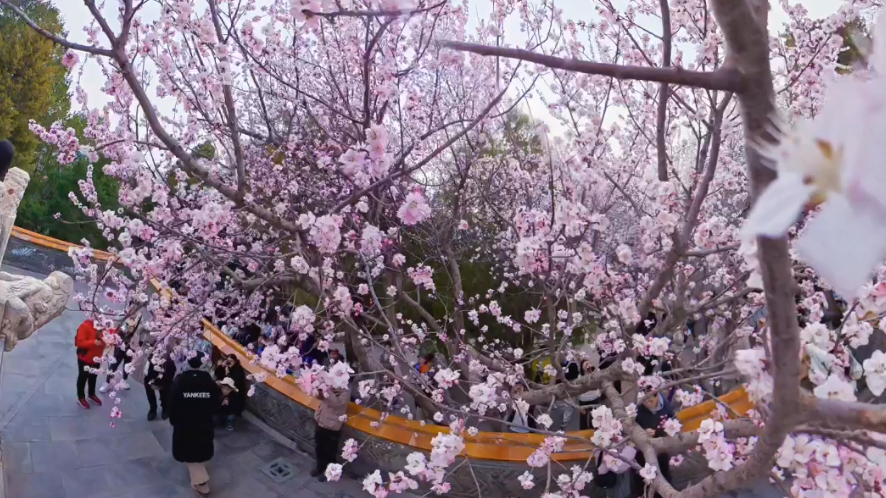 北海公园的桃花在向你招手!打卡攻略来啦! 北海公园的桃花在向你招手!打卡攻略来啦!
