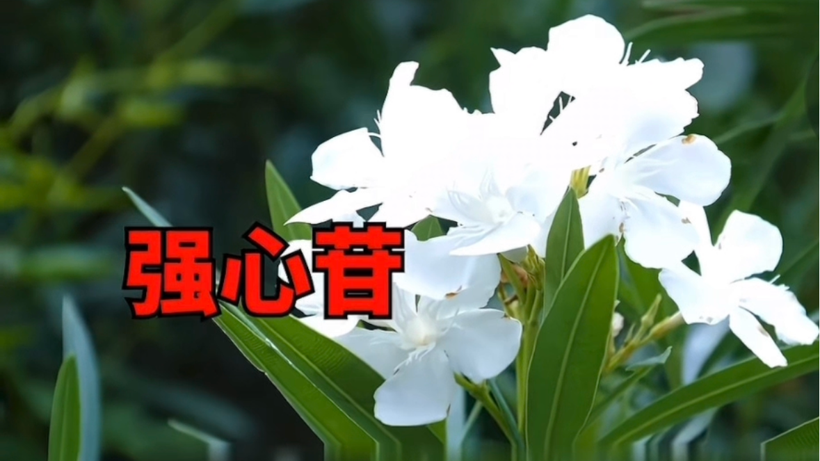 拍照取景酿险情!女子误食夹竹桃汁液,两日后方毒发入院 拍照取景酿险情!女子误食夹竹桃汁液,两日后方毒发入院