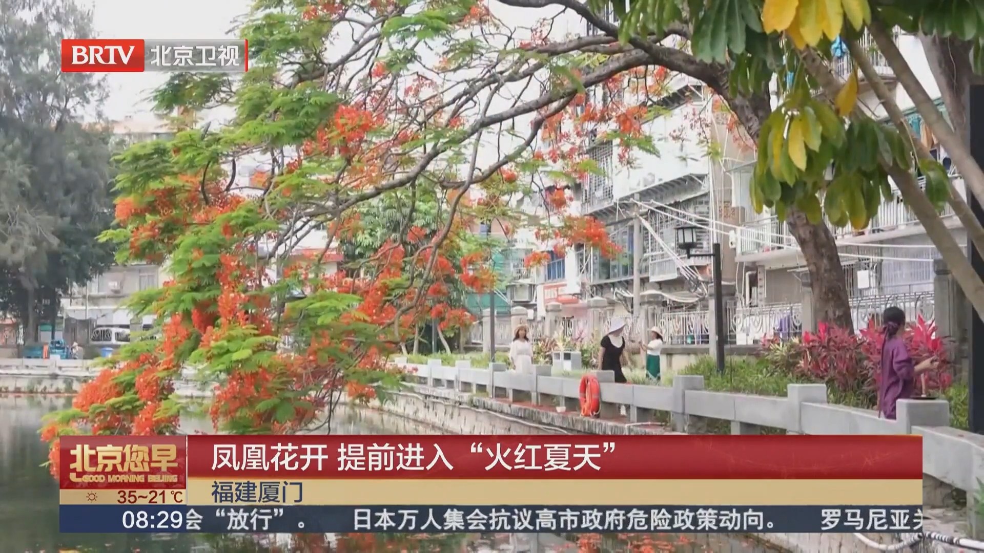 福建厦门：凤凰花开 提前进入“火红夏天”