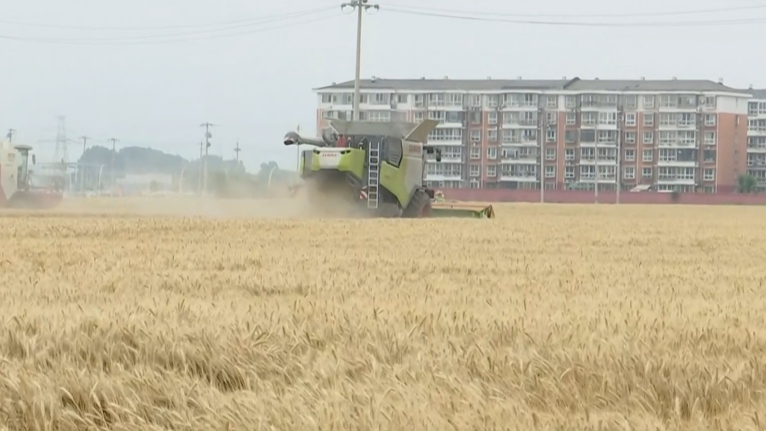北京市小麦亩产首次突破800公斤 刷新高产纪录 北京市小麦亩产首次突破800公斤 刷新高产纪录