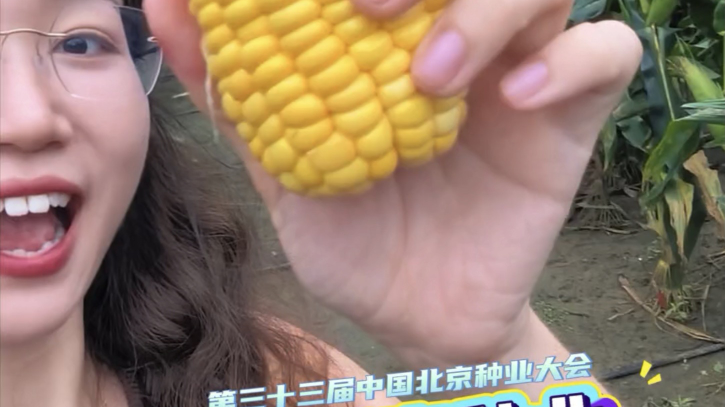 中国玉米种业千余个前沿育种成果齐聚北京