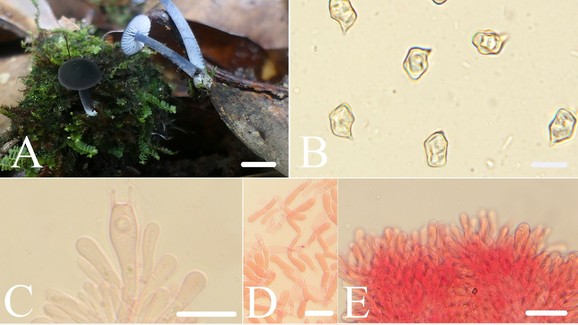 武夷山国家公园发现真菌新物种“青鸾粉褶菌” 武夷山国家公园发现真菌新物种“青鸾粉褶菌”