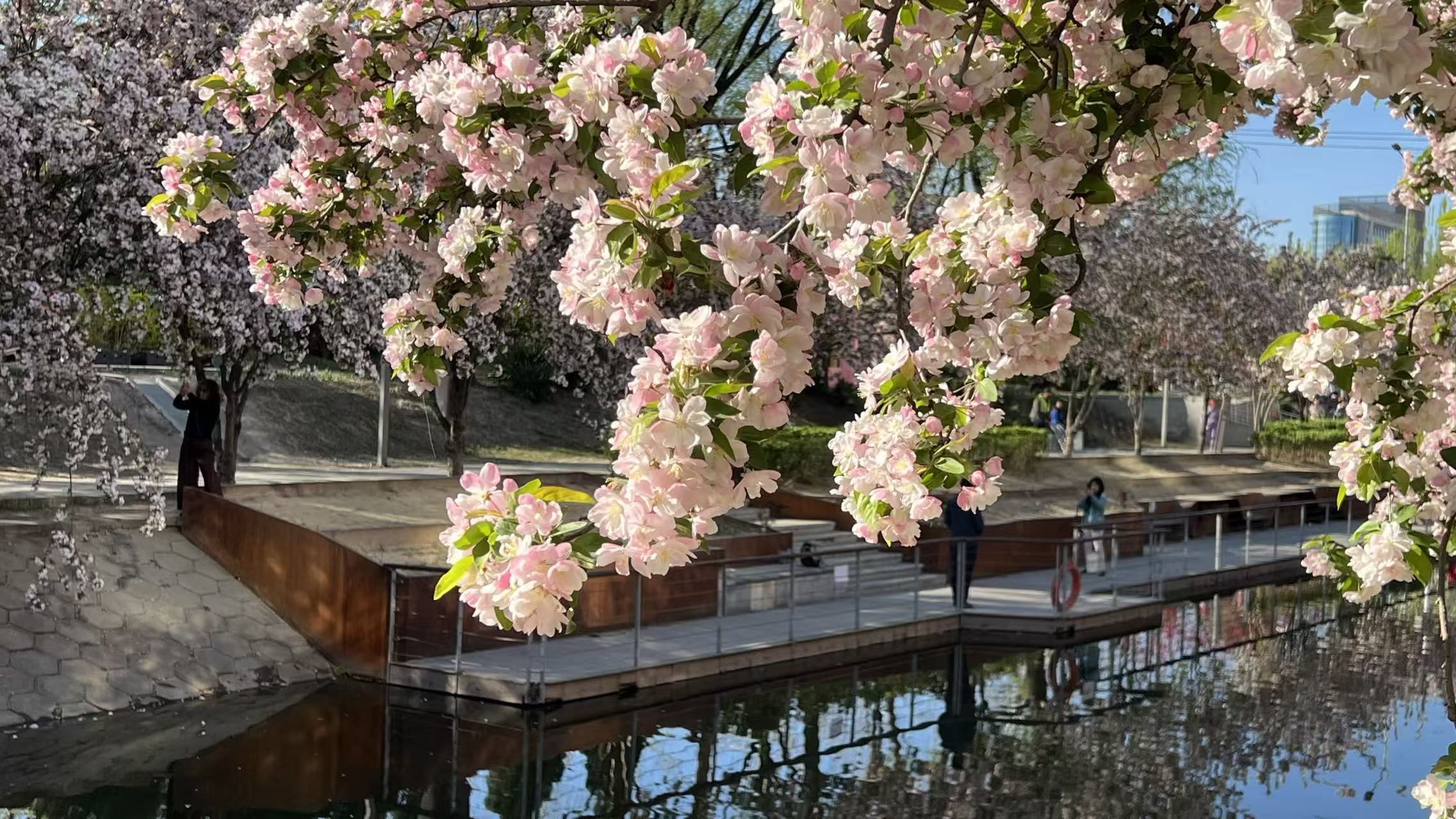 春意渐浓,今日北京蓝天白云映春花 春意渐浓,今日北京蓝天白云映春花