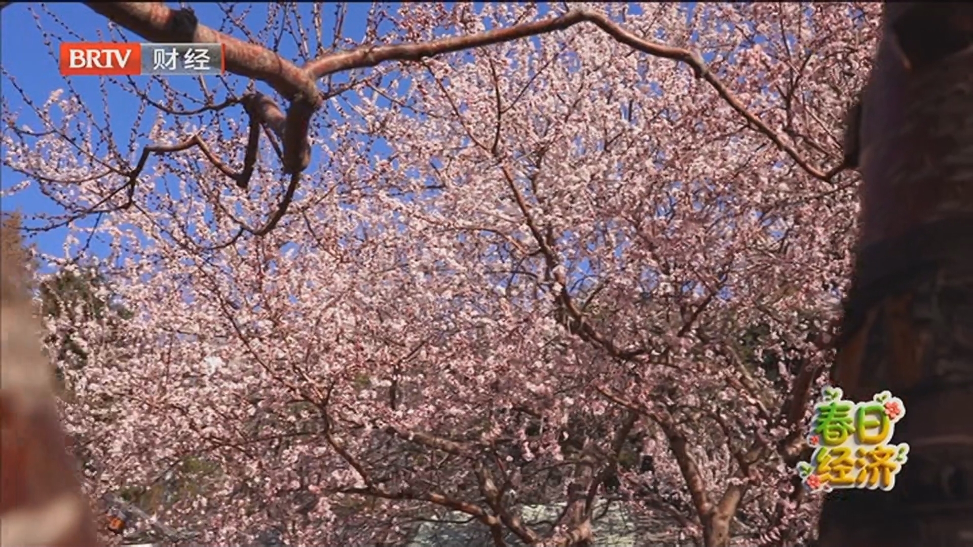 《首都经济报道》20260312赏花+市集+美食 春花初放拉动美丽经济