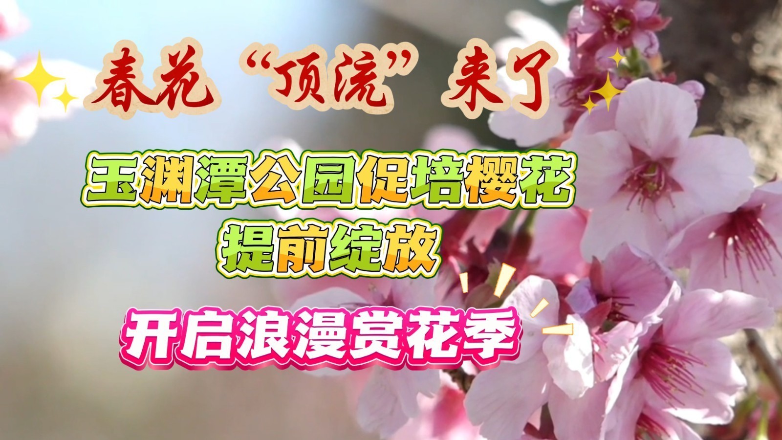 春花“顶流”来了！促培樱花提前绽放 玉渊潭公园开启浪漫赏花季