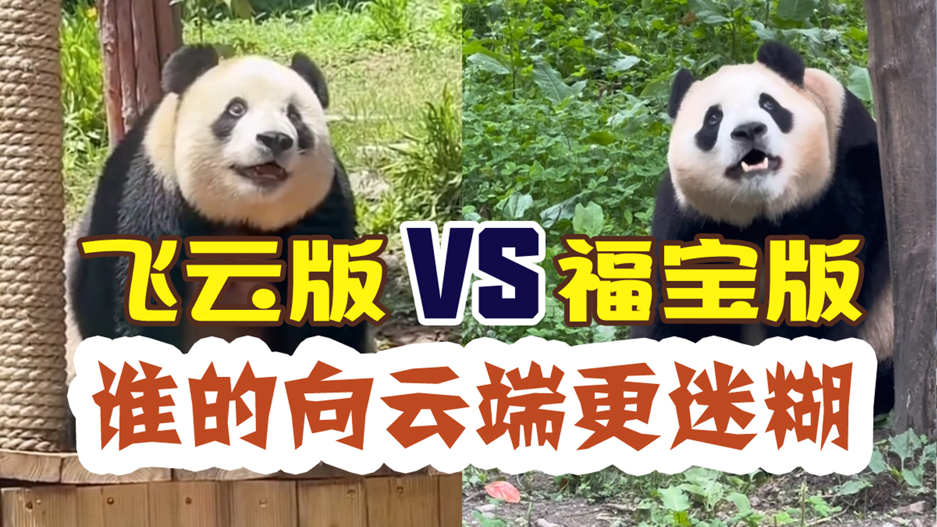 向云端的风还是吹向了福宝，福宝版VS飞云版谁的更迷糊