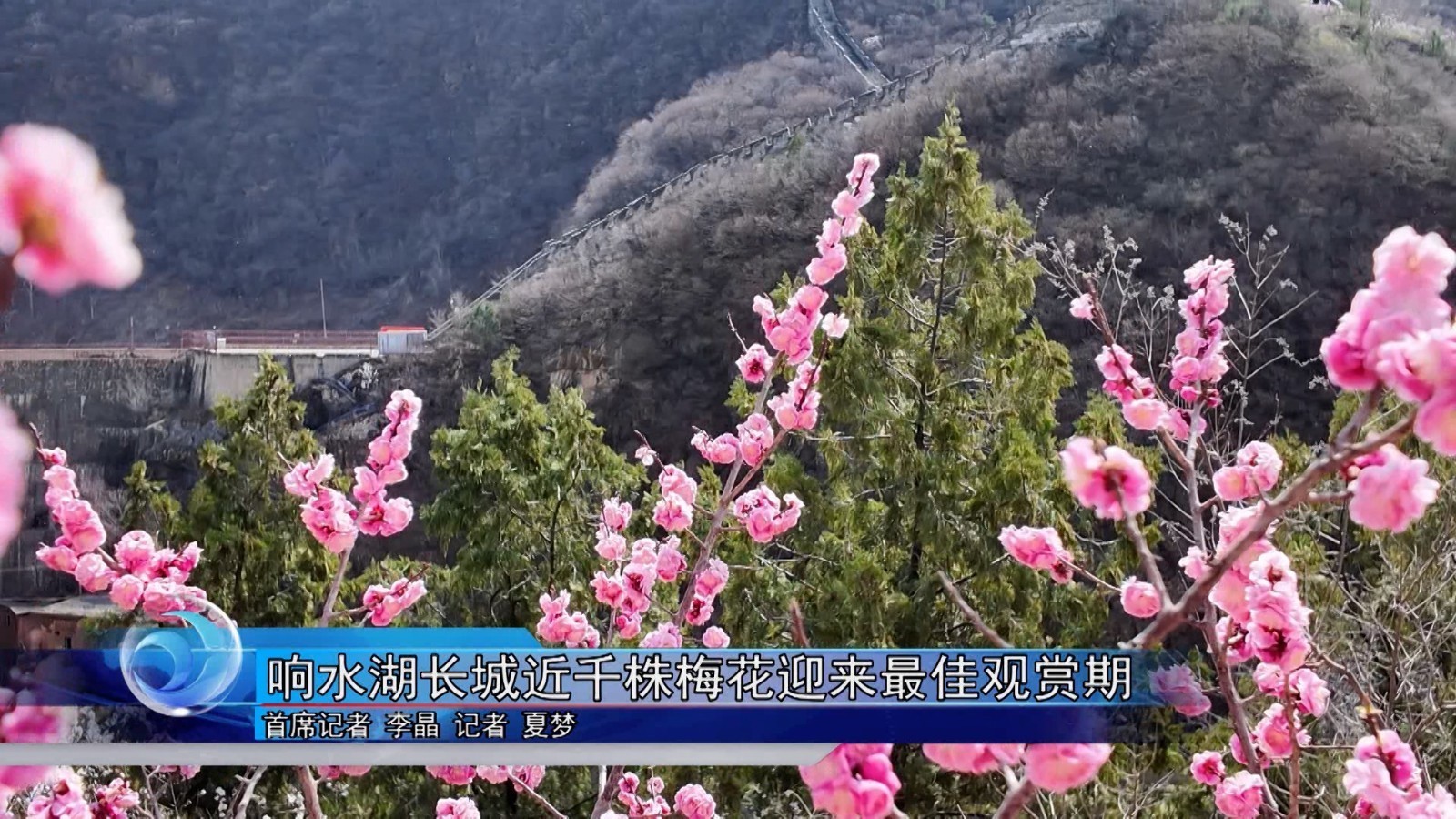 响水湖长城近千株梅花迎来最佳观赏期 响水湖长城近千株梅花迎来最佳观赏期