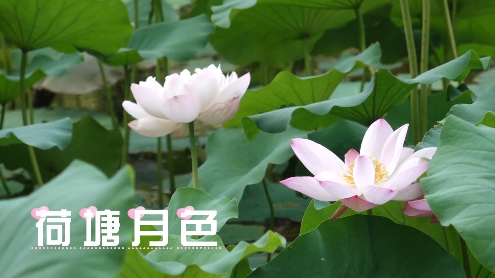 荷花提前开放 九大赏荷路线与您相遇