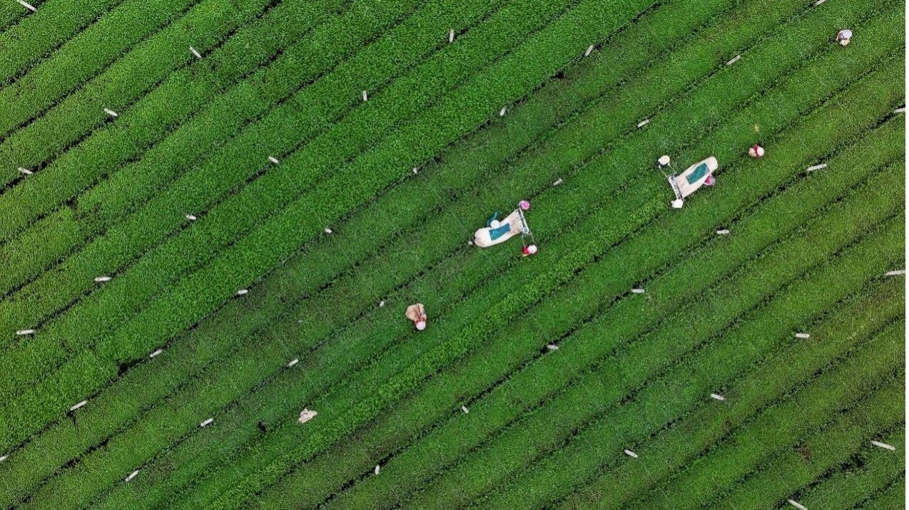 去年我国有机产品销售额突破1000亿元,市场空间广阔 去年我国有机产品销售额突破1000亿元,市场空间广阔