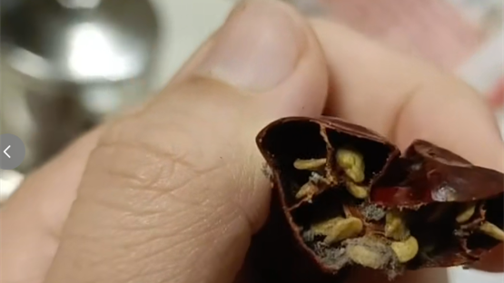 “霉”变等于毒变!别不舍得扔! “霉”变等于毒变!别不舍得扔!