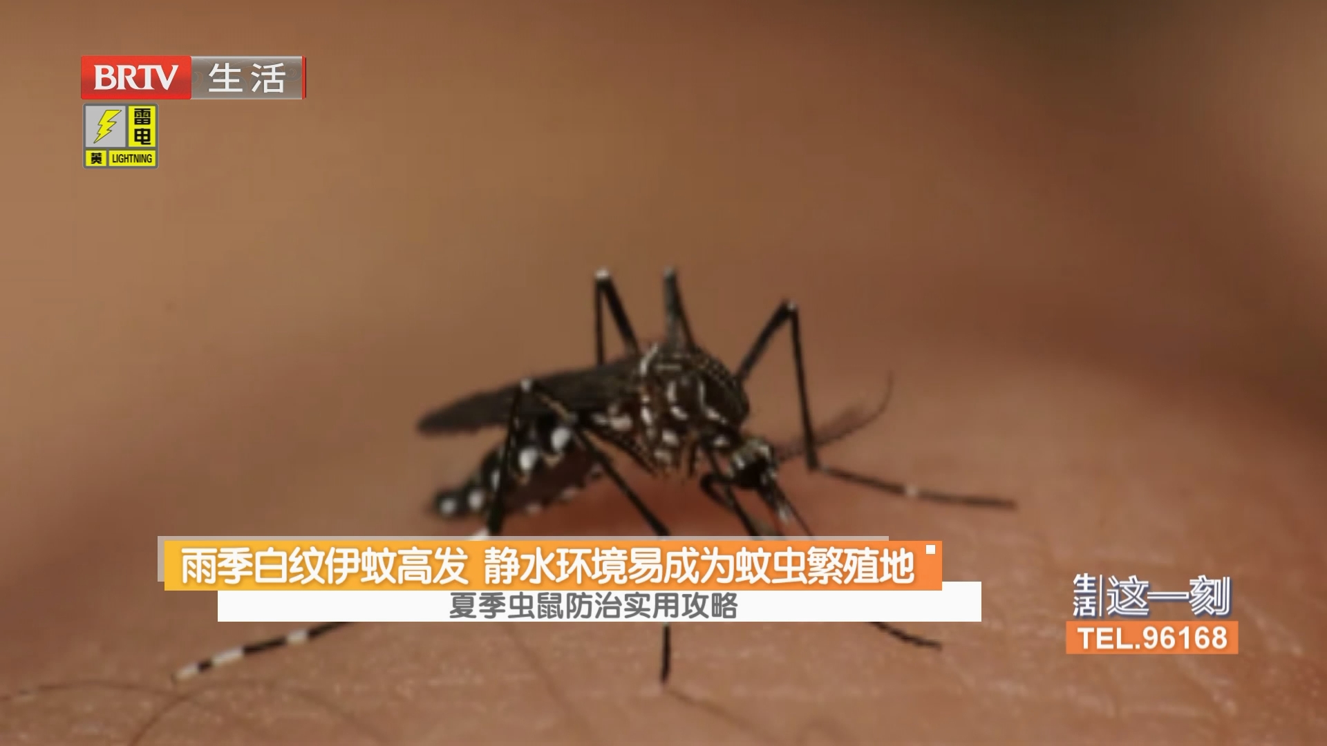 夏季虫鼠防治实用攻略 雨季白纹伊蚊高发 静水环境易成为蚊虫繁殖地