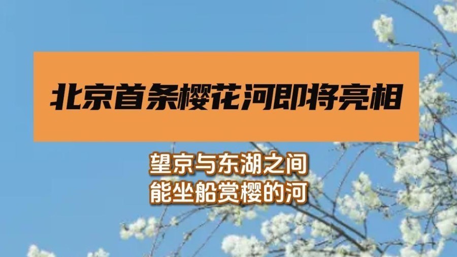 北京首条樱花河即将亮相! 北京首条樱花河即将亮相!