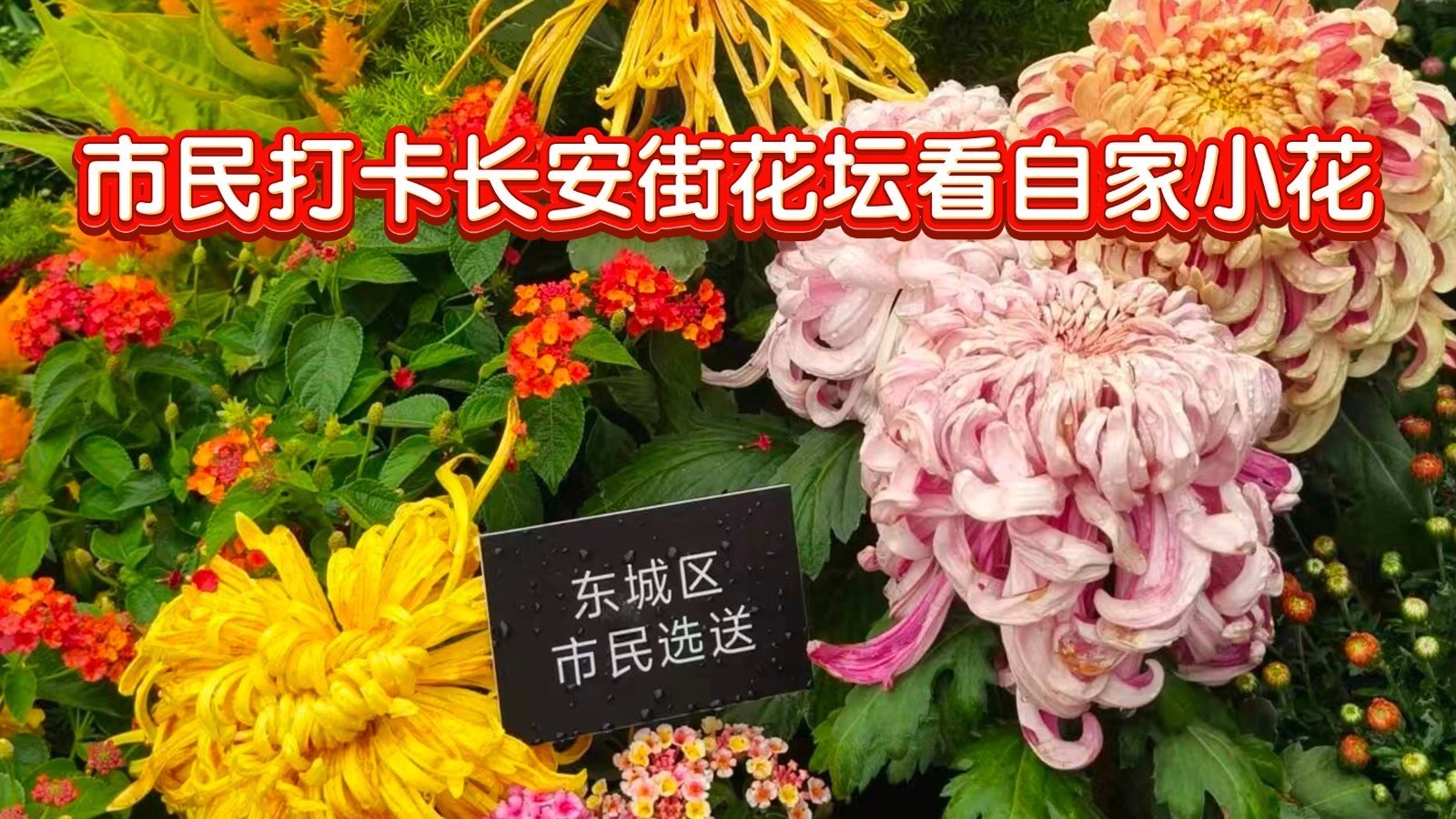 市民打卡长安街花坛看自家小花:能为祖国生日添彩,非常自豪 市民打卡长安街花坛看自家小花:能为祖国生日添彩,非常自豪