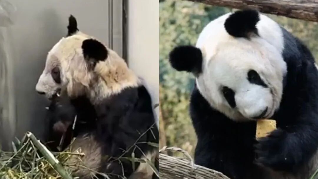 “判若两熊”！大熊猫丫丫回国后首次近距离记录，幼崽画面、刷牙画面大公开！北京动物园新展区“剧透”