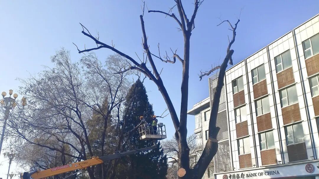 街头树木“理发”中!路过别围观,一起期待春天新造型 街头树木“理发”中!路过别围观,一起期待春天新造型