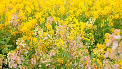 “2026年马年是‘无春年’不宜婚嫁”系谣言 “2026年马年是‘无春年’不宜婚嫁”系谣言