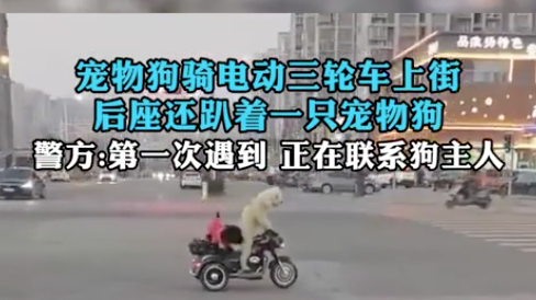 宠物狗“骑”电动三轮车上街后座还趴着一只宠物狗，警方：第一次遇到，正在联系犬主