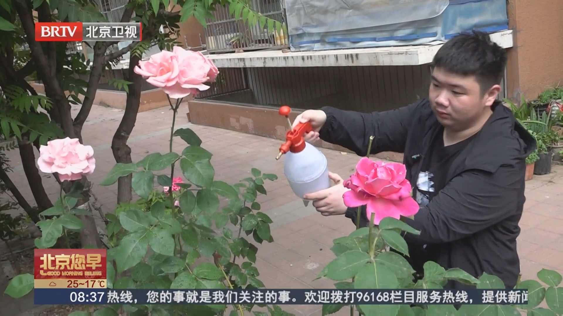 以热爱守繁花 老少同心共护社区月季风景