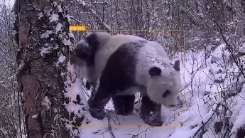 大熊猫国家公园北川片区记录到大熊猫雪地活动影像