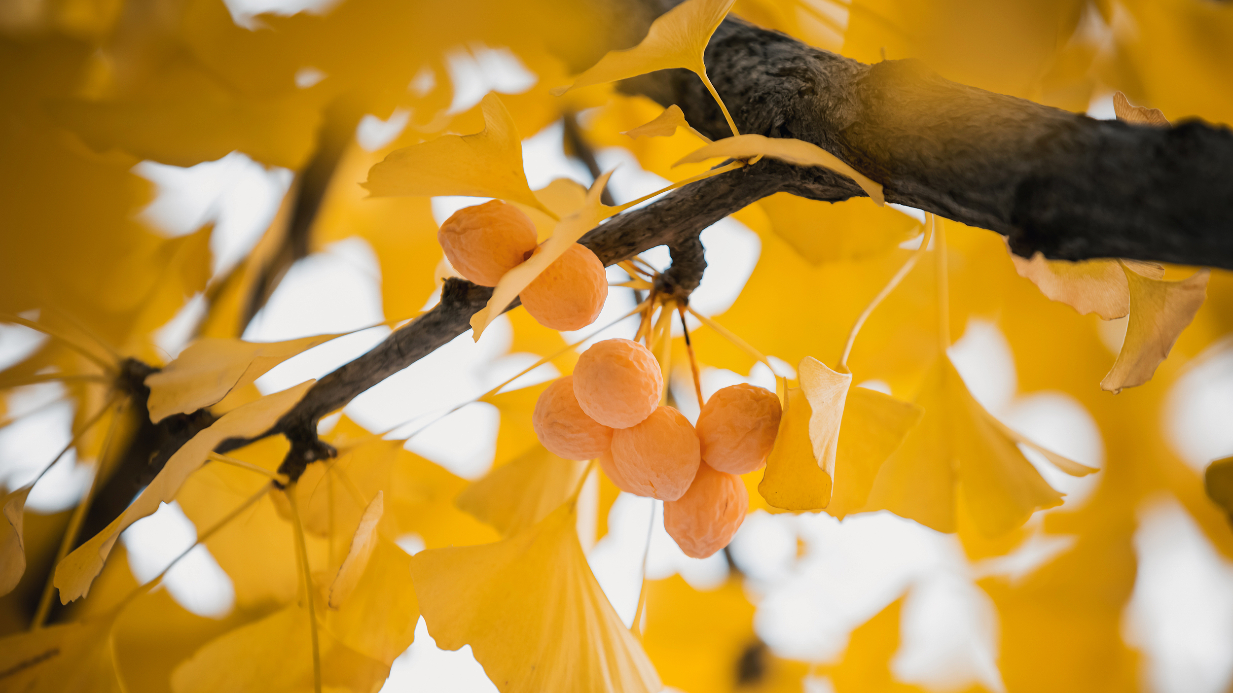 辟谣丨银杏果能降脂降压? 辟谣丨银杏果能降脂降压?