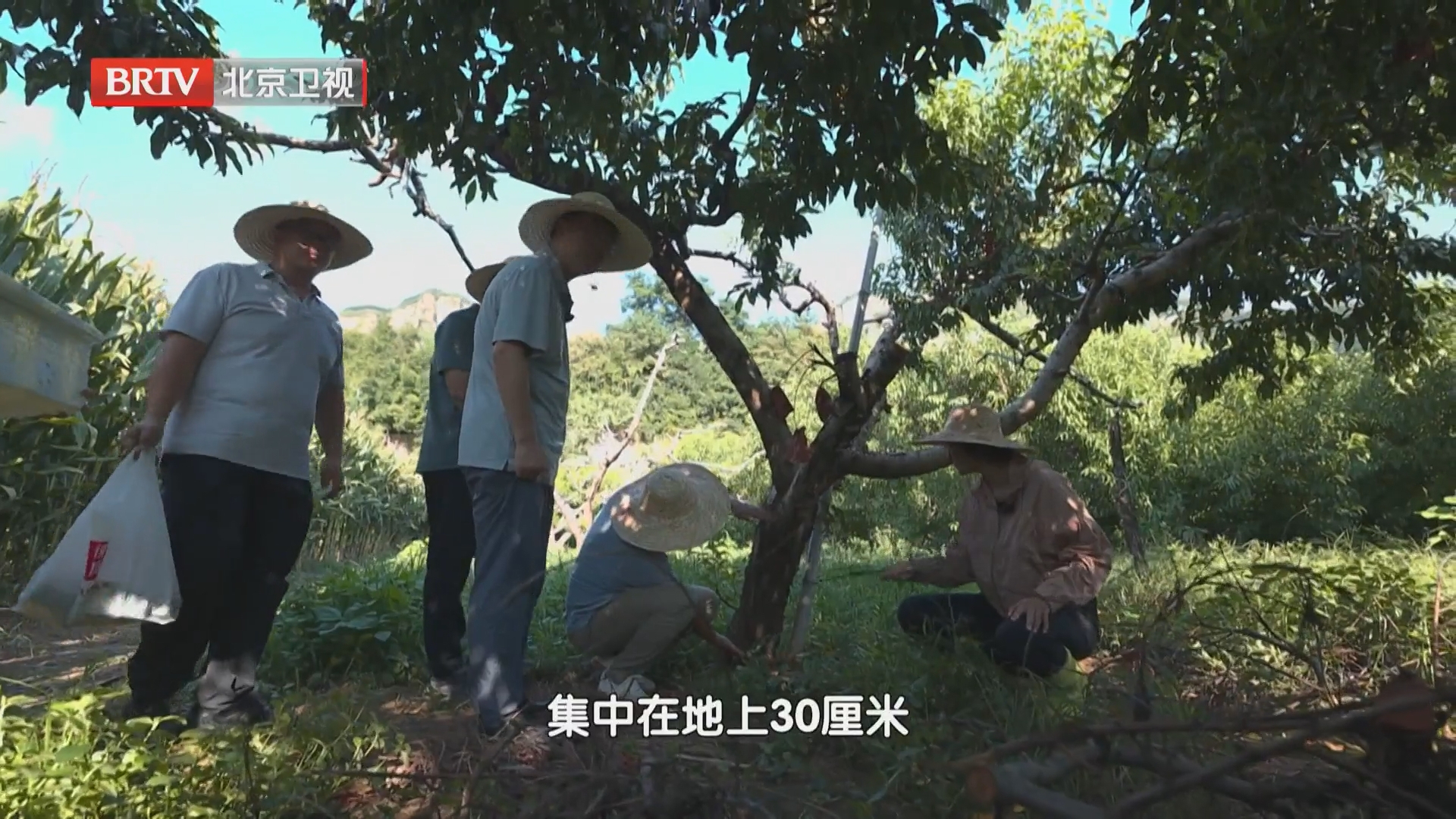 绿色防控方案落地桃园:成虫物理诱捕 幼虫天敌寄生 绿色防控方案落地桃园:成虫物理诱捕 幼虫天敌寄生