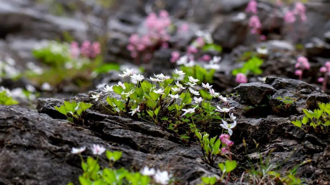 揭牌!北京最大单株丁香叶忍冬藏身门头沟这里 揭牌!北京最大单株丁香叶忍冬藏身门头沟这里