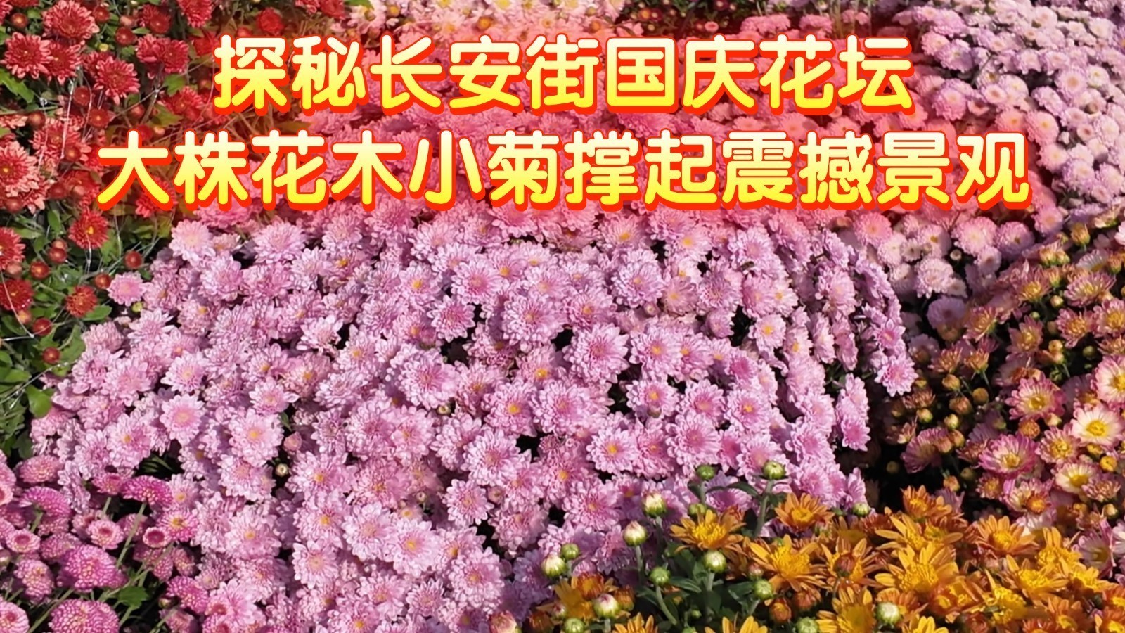 探秘长安街国庆花坛 大株花木小菊撑起震撼景观 探秘长安街国庆花坛 大株花木小菊撑起震撼景观