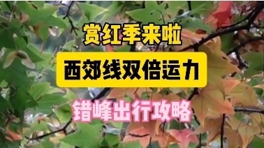 赏红季来袭｜西郊线双倍运力｜错峰出行攻略
