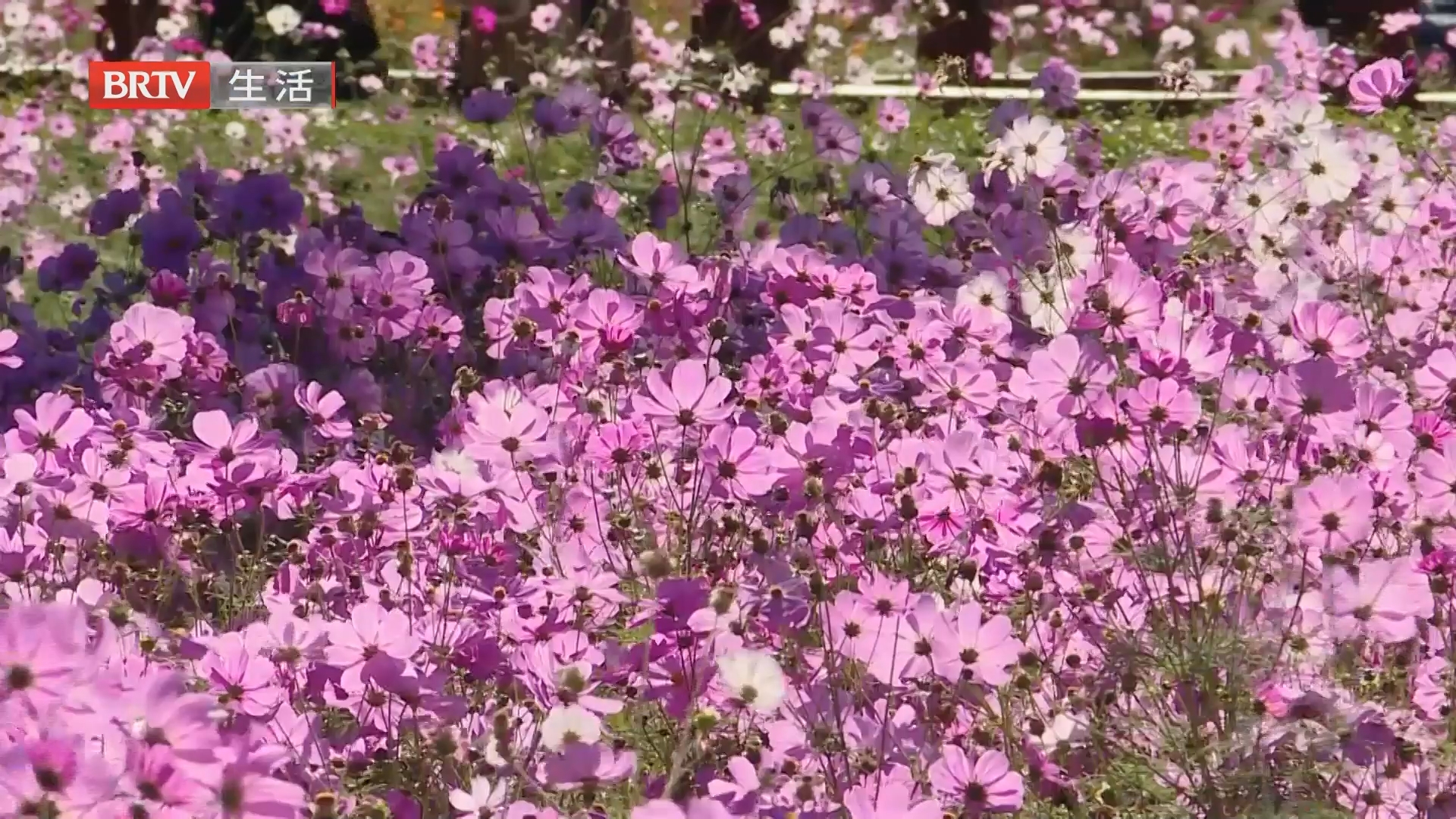 冷空气过后天气晴 奥森“花田野趣”人气旺