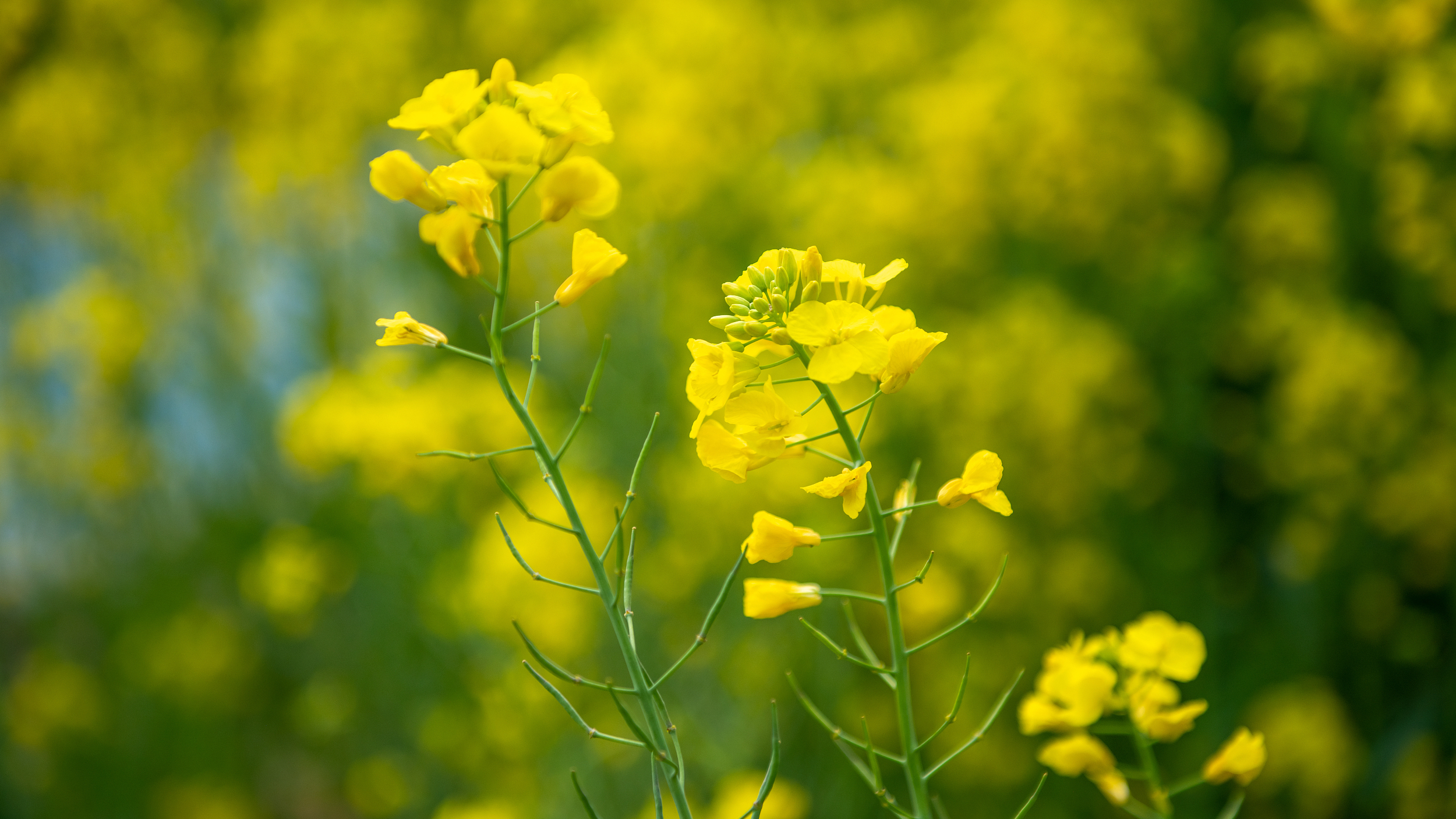 油菜最主要的病虫害有哪些?为什么要在花期防治?为什么过去油菜花期打药见得少? 油菜最主要的病虫害有哪些?为什么要在花期防治?为什么过去油菜花期打药见得少?