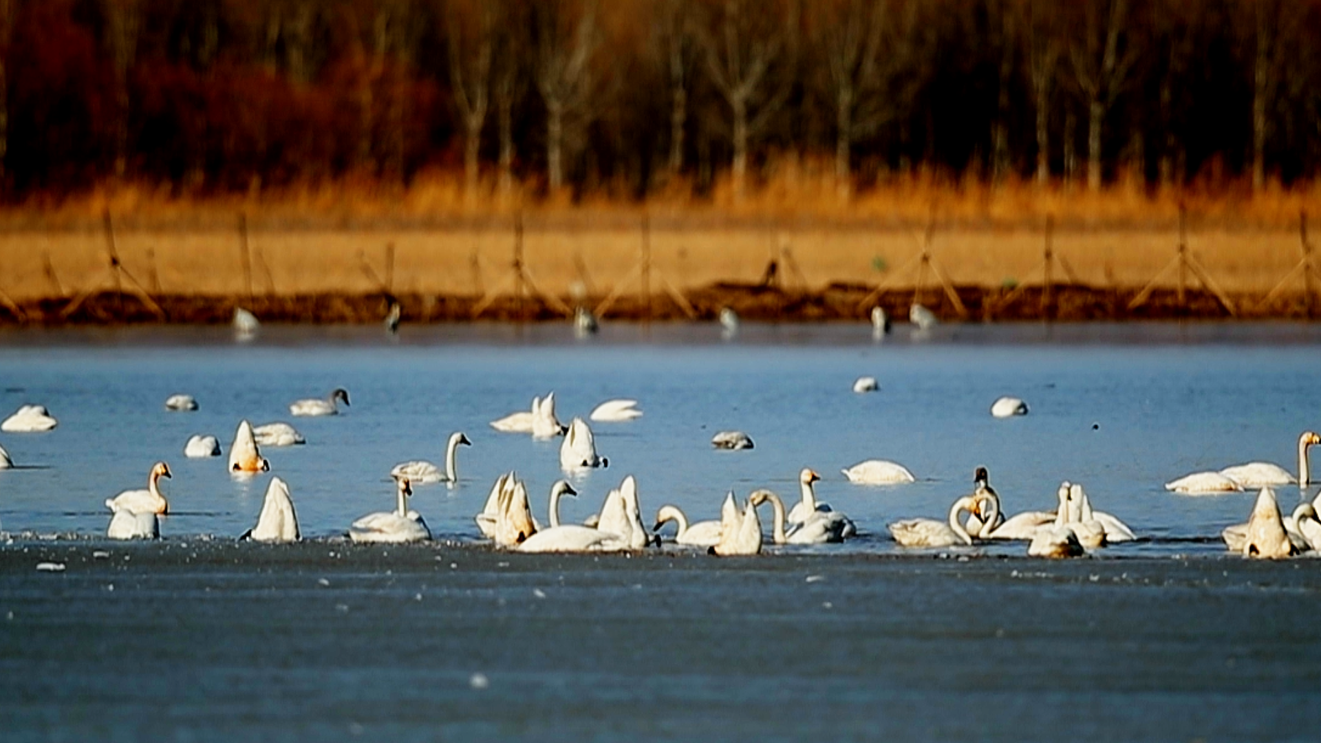 北京现实版“天鹅湖”！600多只天鹅“到访”官厅水库，颐和园不间断上演“天鹅舞剧”