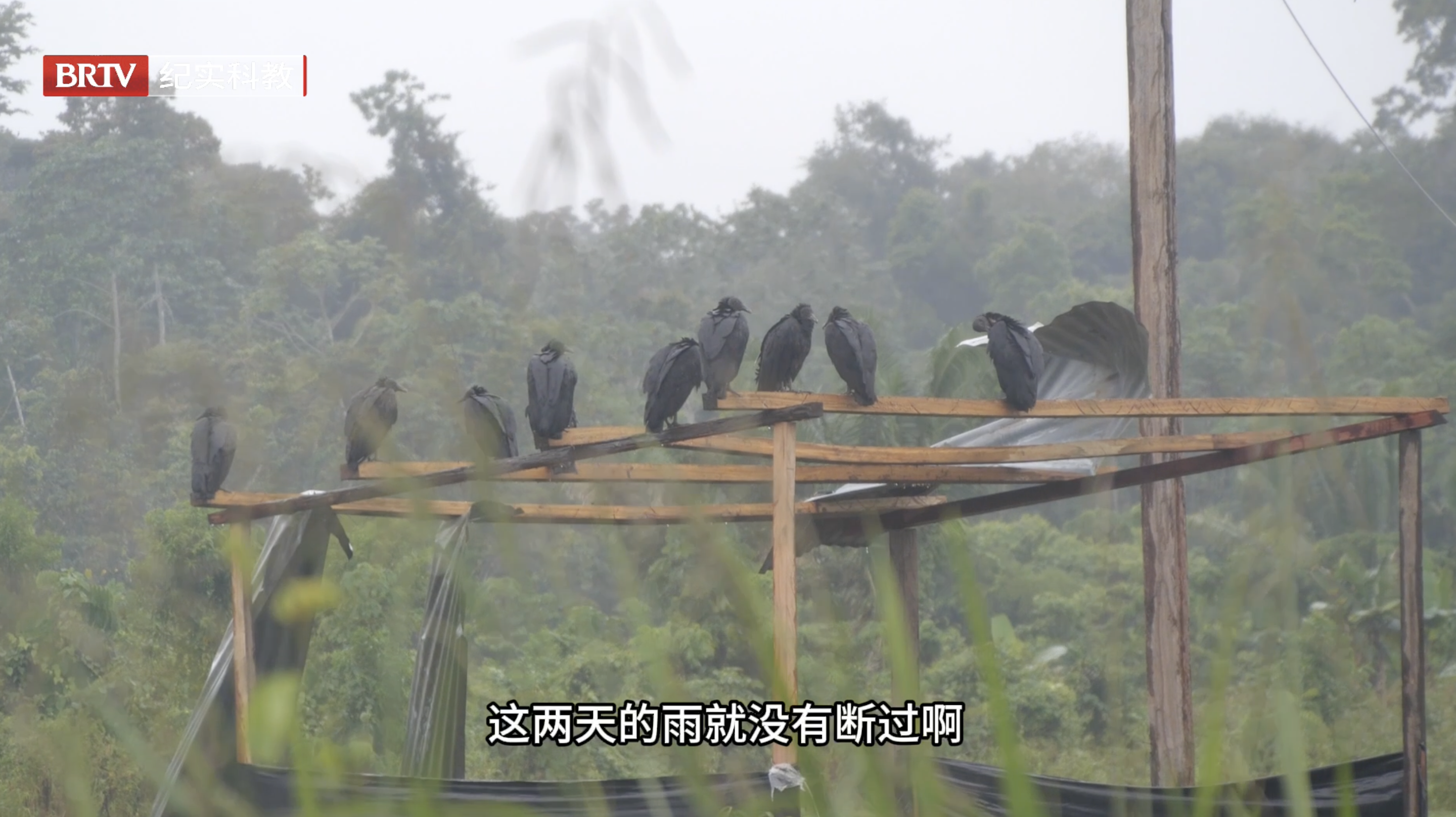 秘鲁亚马逊科考（67）｜我们赶上了热带雨林的大寒潮