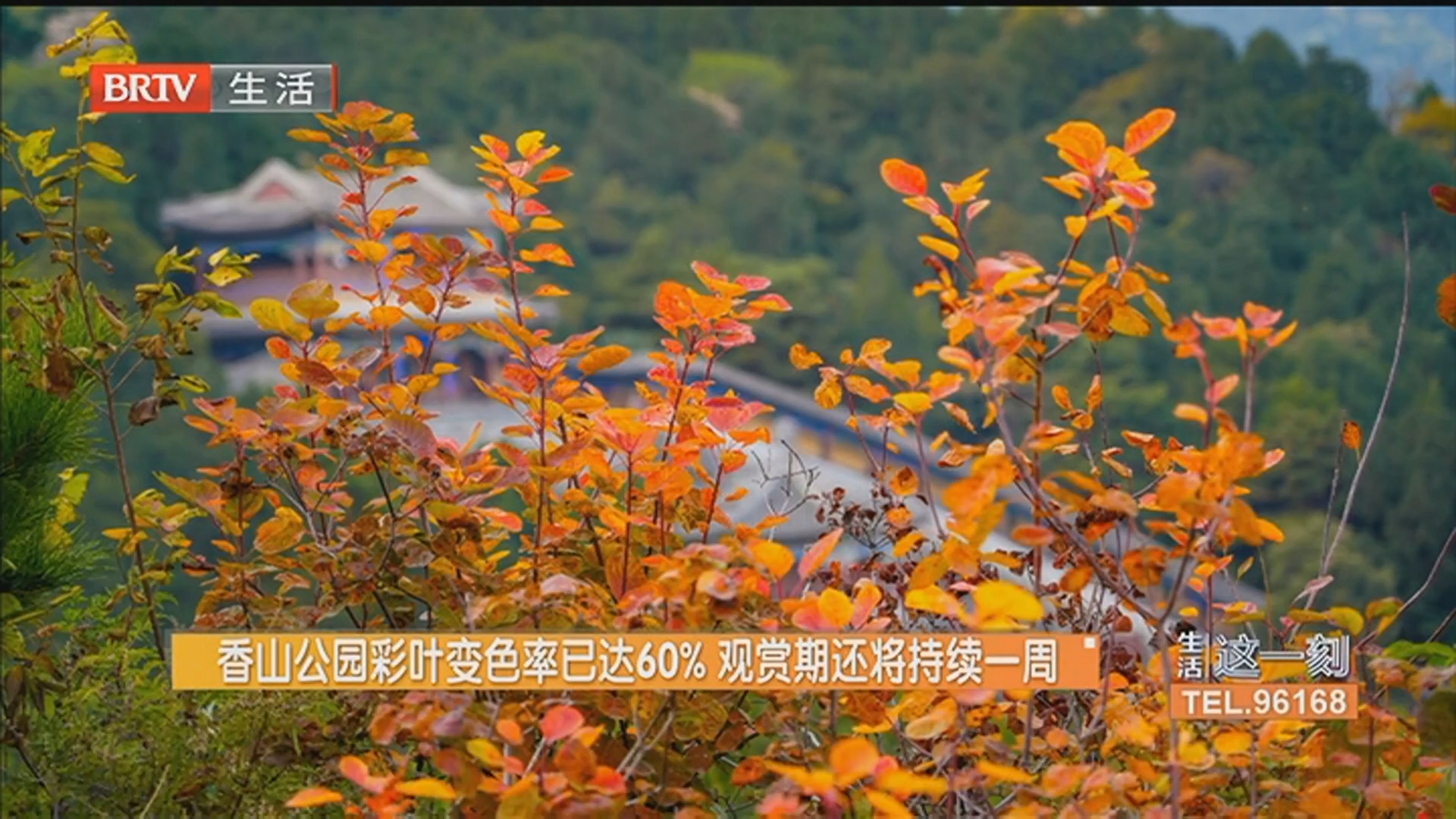 香山公园彩叶变色率已达60% 观赏期还将持续一周