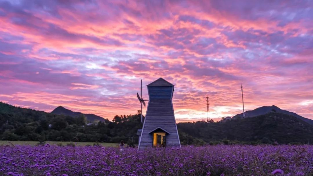 惊艳!北京这5处秋日花海“花都开好了”,有的还免费! 惊艳!北京这5处秋日花海“花都开好了”,有的还免费!