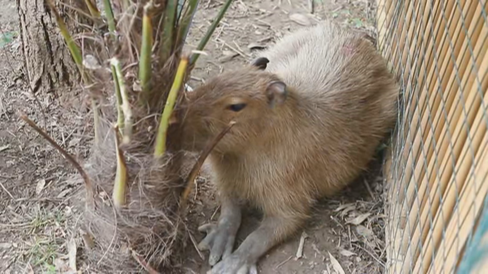 出逃两个月 卡皮巴拉“豆包”回家了 出逃两个月 卡皮巴拉“豆包”回家了