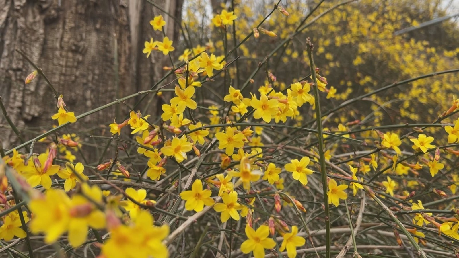 京城春花含苞待放 玉渊潭公园春日氛围感拉满