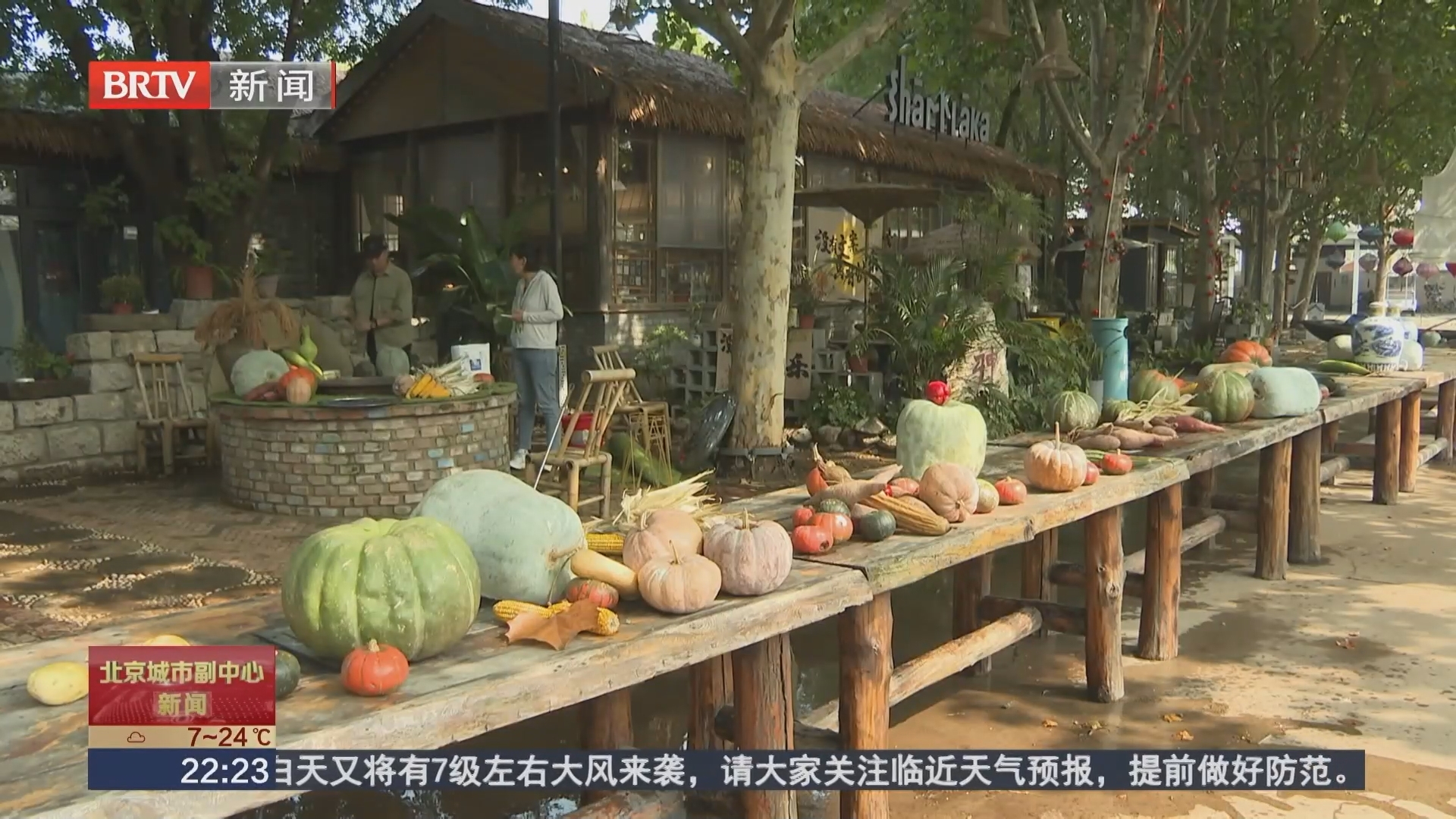 十一好去处:赏菊摘果庆丰收 到漷县享假日文旅大餐 十一好去处:赏菊摘果庆丰收 到漷县享假日文旅大餐