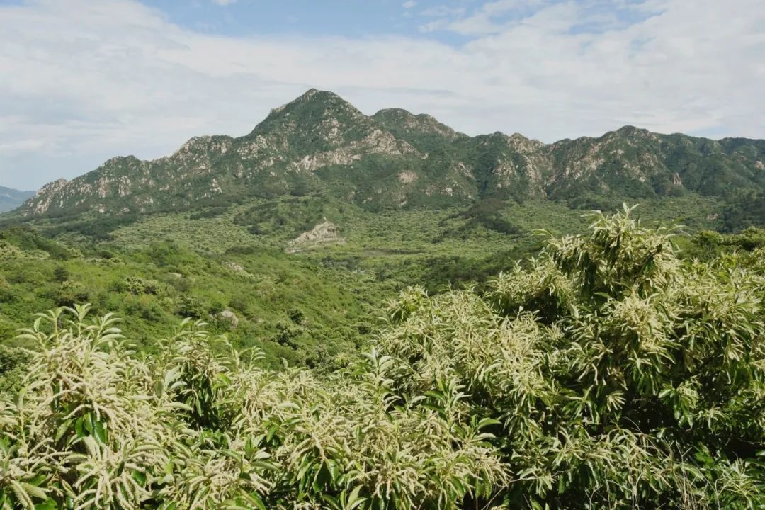 在昌平,遇见最美栗花……_北京时间