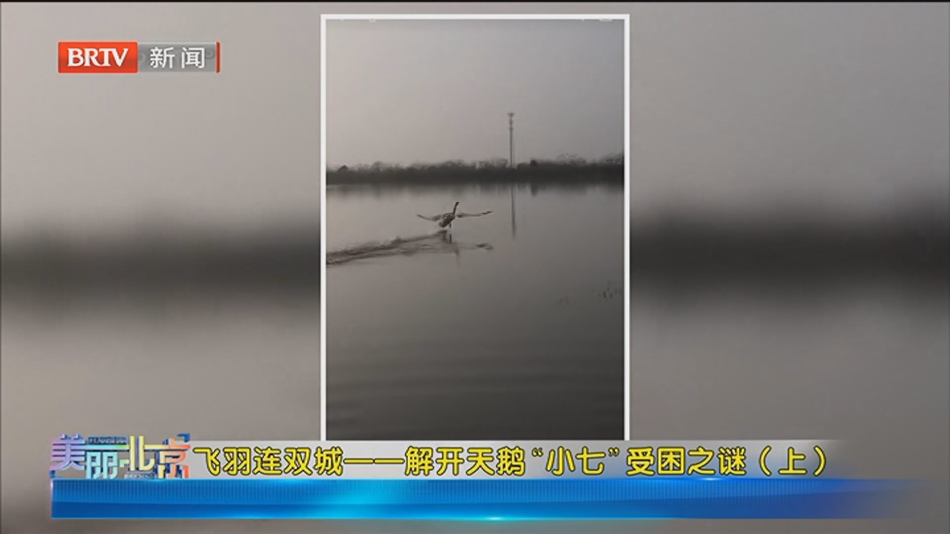 《美丽北京》20260520飞羽连双城一一解开天鹅“小七”受困之谜（上）