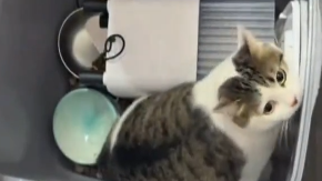 孤寡老人即将手术 将相依为命4年的小猫放在店门口