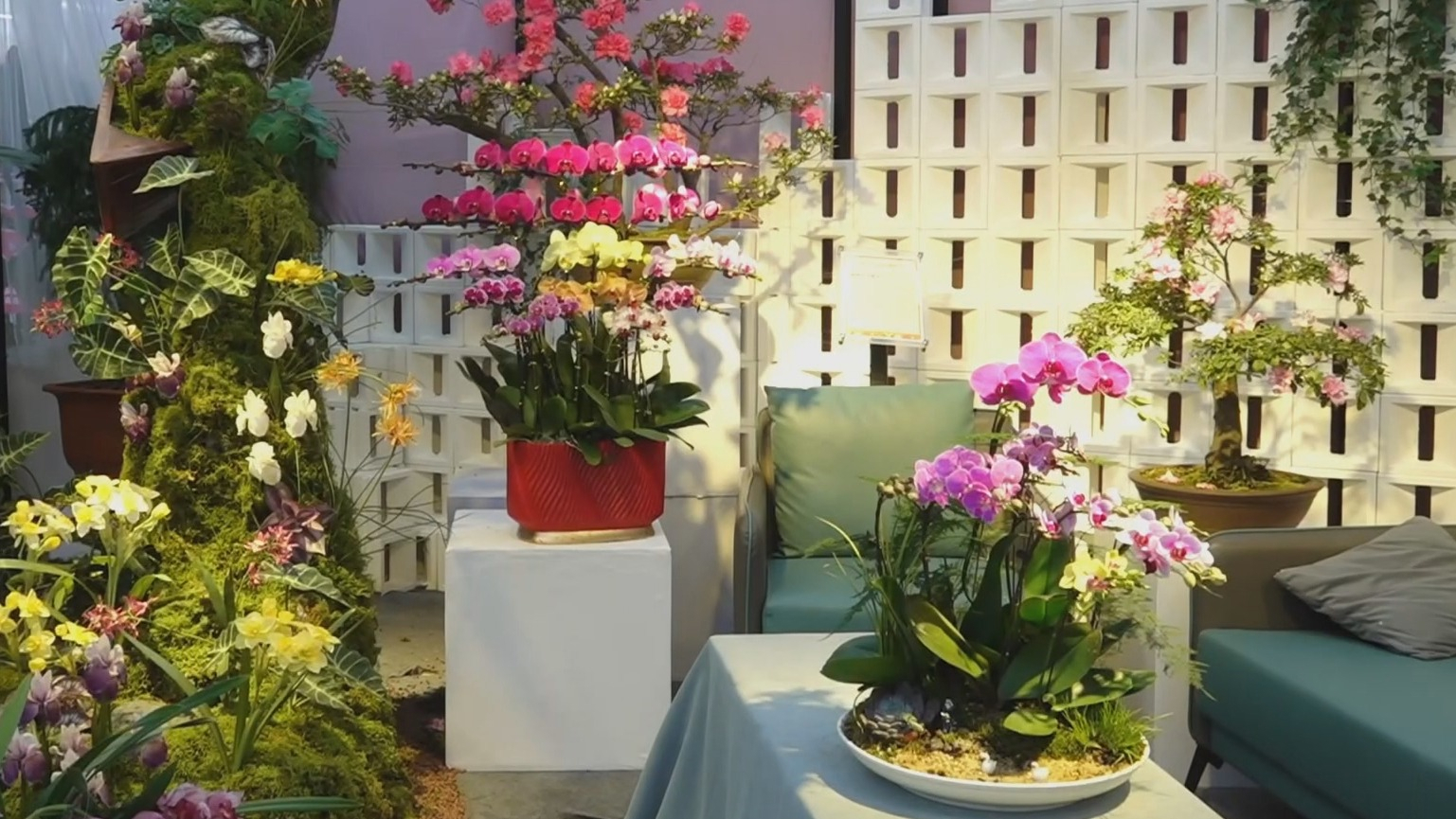 繁荣新春市场 菏泽牡丹作为年宵花首次进京展销