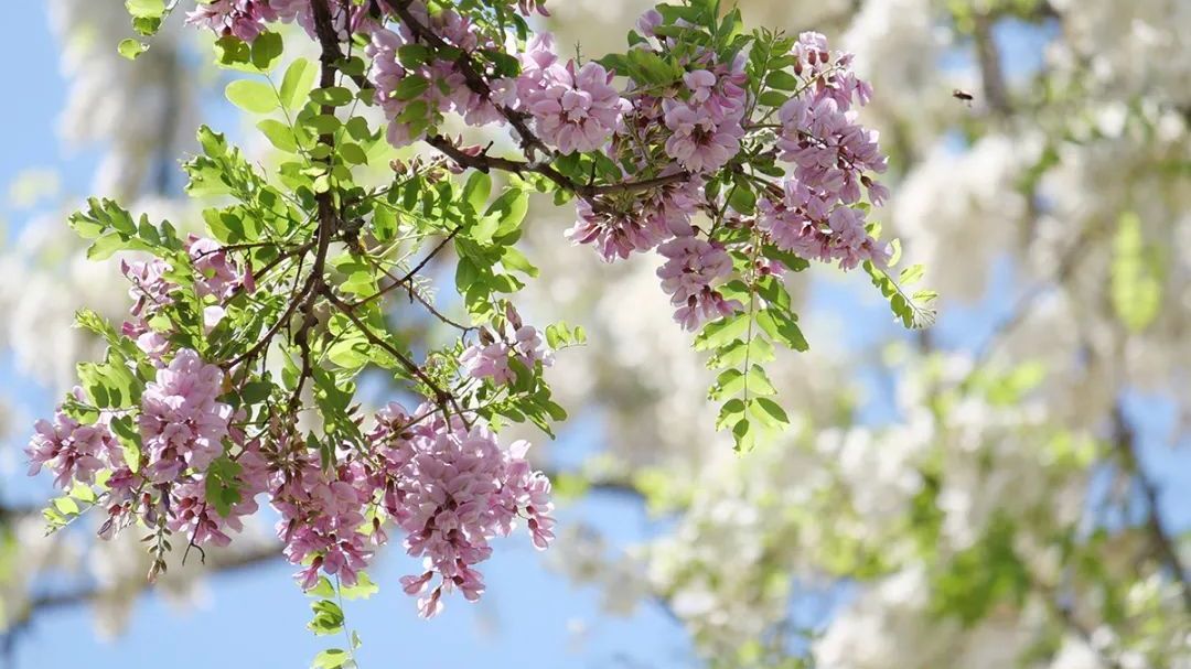 槐雪落潮白——寻味顺义五月香 槐雪落潮白——寻味顺义五月香