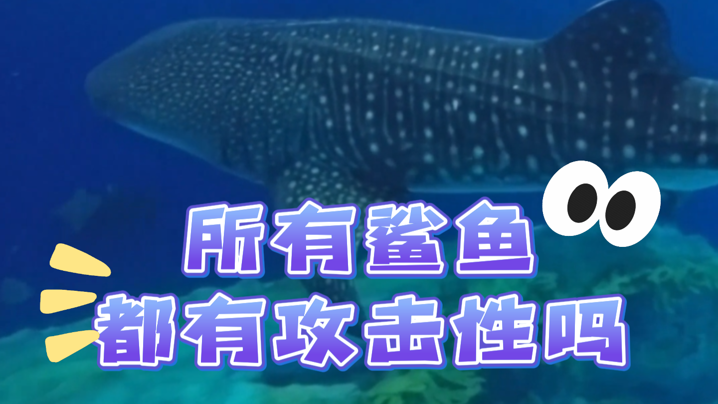 所有鲨鱼都有攻击性吗？